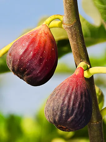 Italian Everbearing Fig