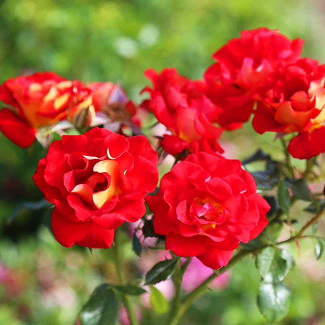Mustard & Ketchup Rose For Sale Online The Tree Center