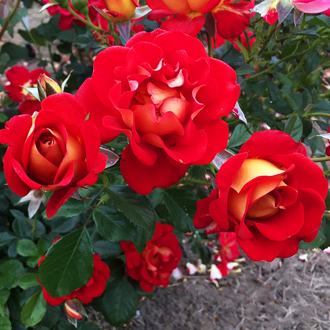 Mustard & Ketchup Rose For Sale Online The Tree Center