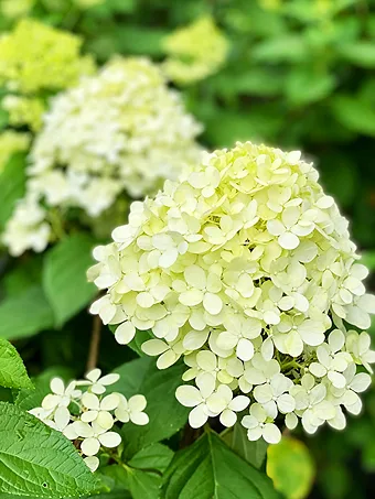 Limelight Prime® Hydrangea