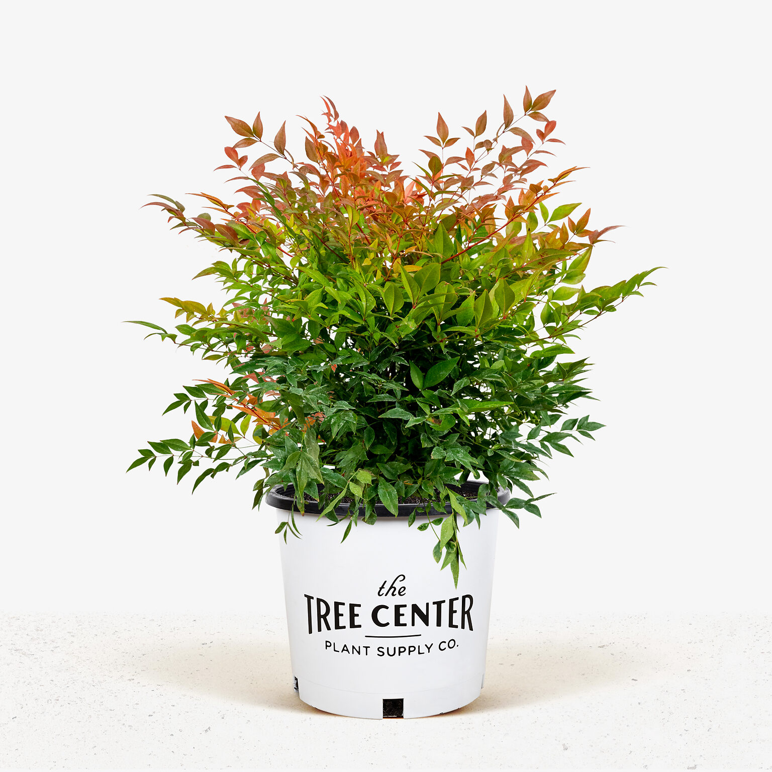 Tuscan Flame Nandina For Sale Online The Tree Center