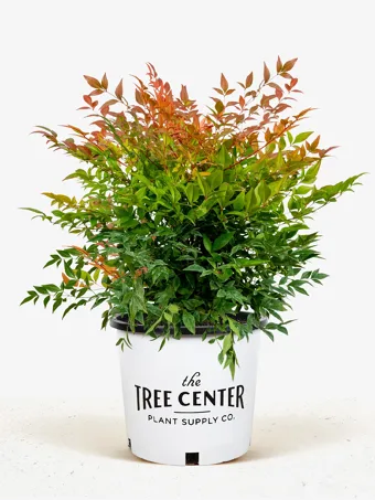 Tuscan Flame Nandina