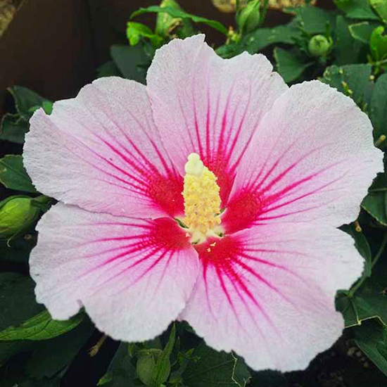 Orchid Satin® Rose of Sharon For Sale Online The Tree Center