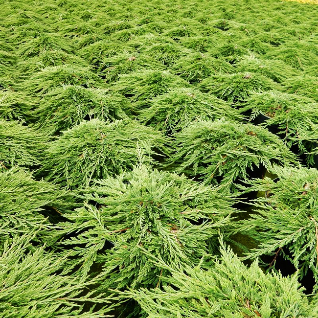 Pancake Juniper For Sale Online The Tree Center