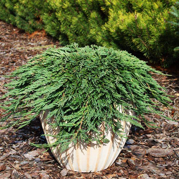 Pancake Juniper For Sale Online The Tree Center