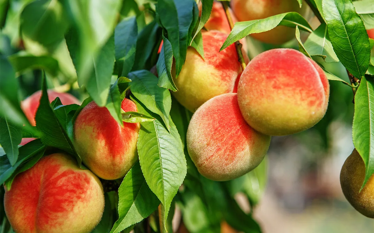 Just® Peaches - Plum Organics