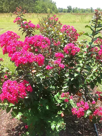 Princess Lyla™ Crape Myrtle