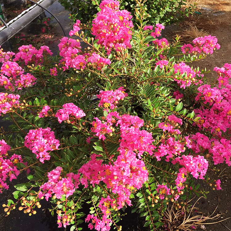 Princess Lyla Crape Myrtle | The Tree Center