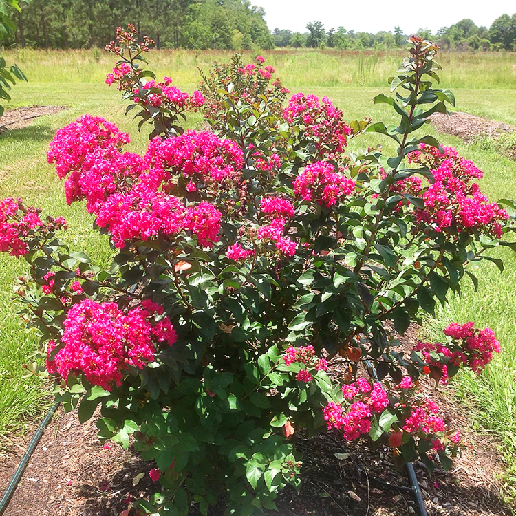 Princess Zoey Crape Myrtle | The Tree Center
