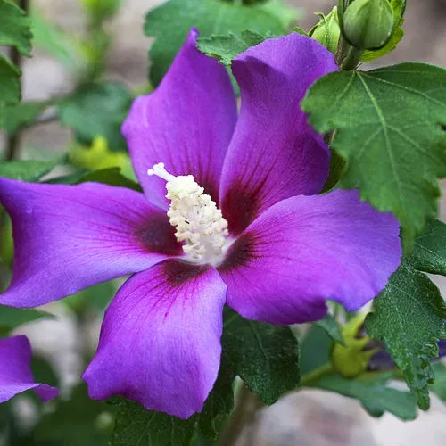 Image of Purple rose of Sharon silk flower