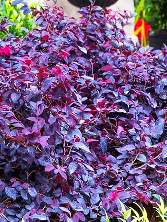 Red Diamond™ Loropetalum