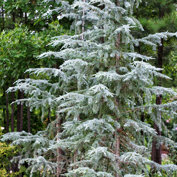 Sanders BlueHimalayan Cedar For Sale Online The Tree Center