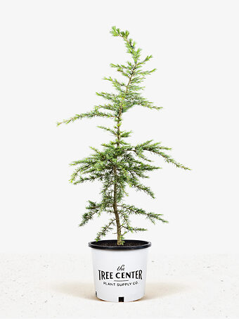 Details about   3 FOOT TALL live pacific northwest cedar tree buy 3/get 1 free 