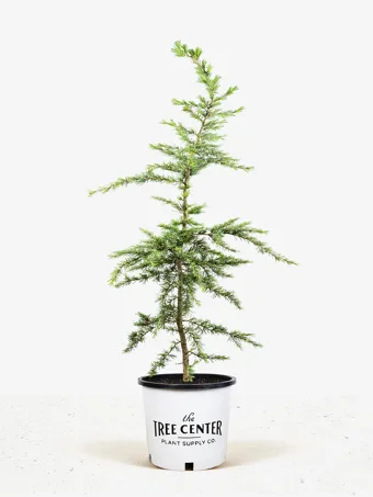Sanders Blue Himalayan Cedar