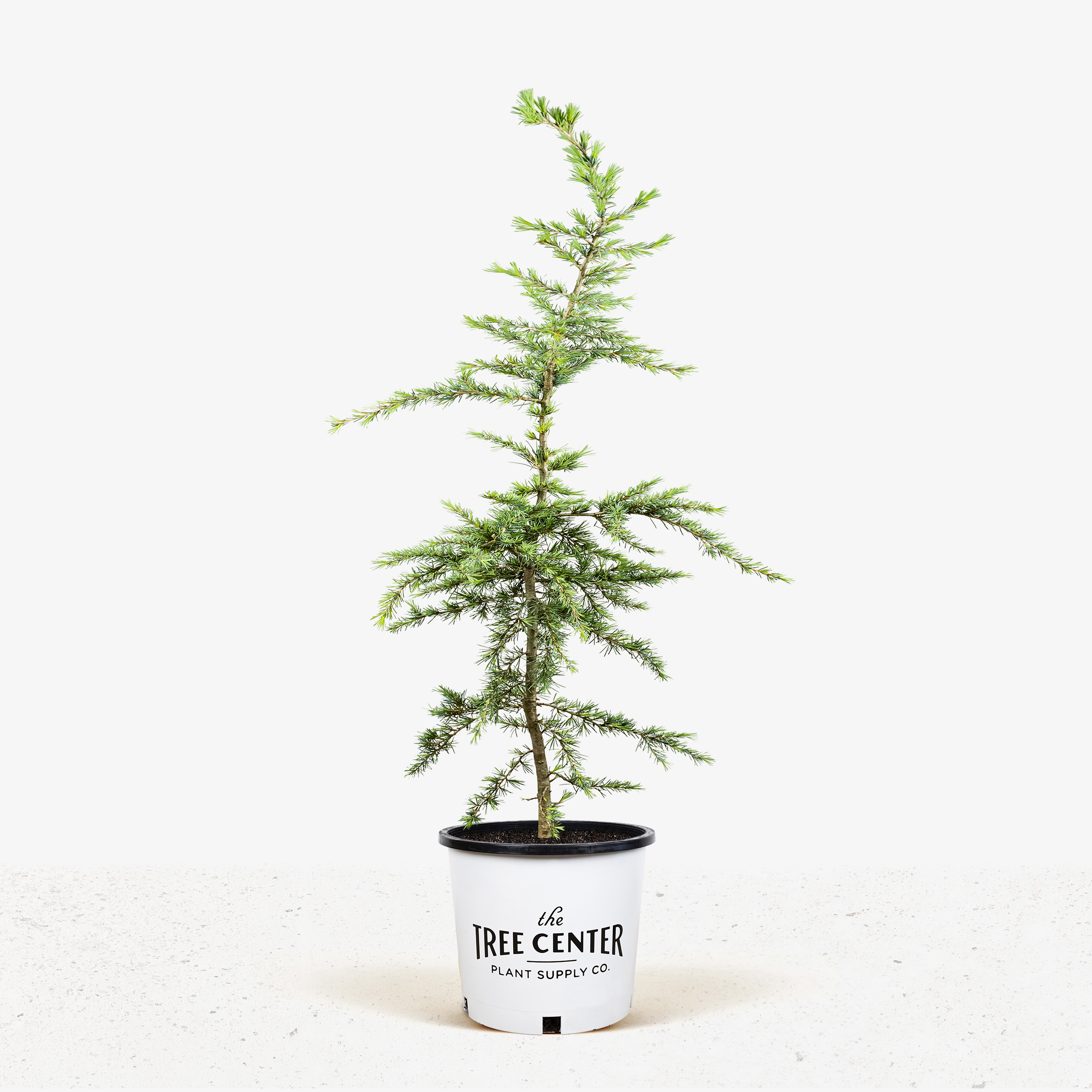 Sanders BlueHimalayan Cedar For Sale Online The Tree Center