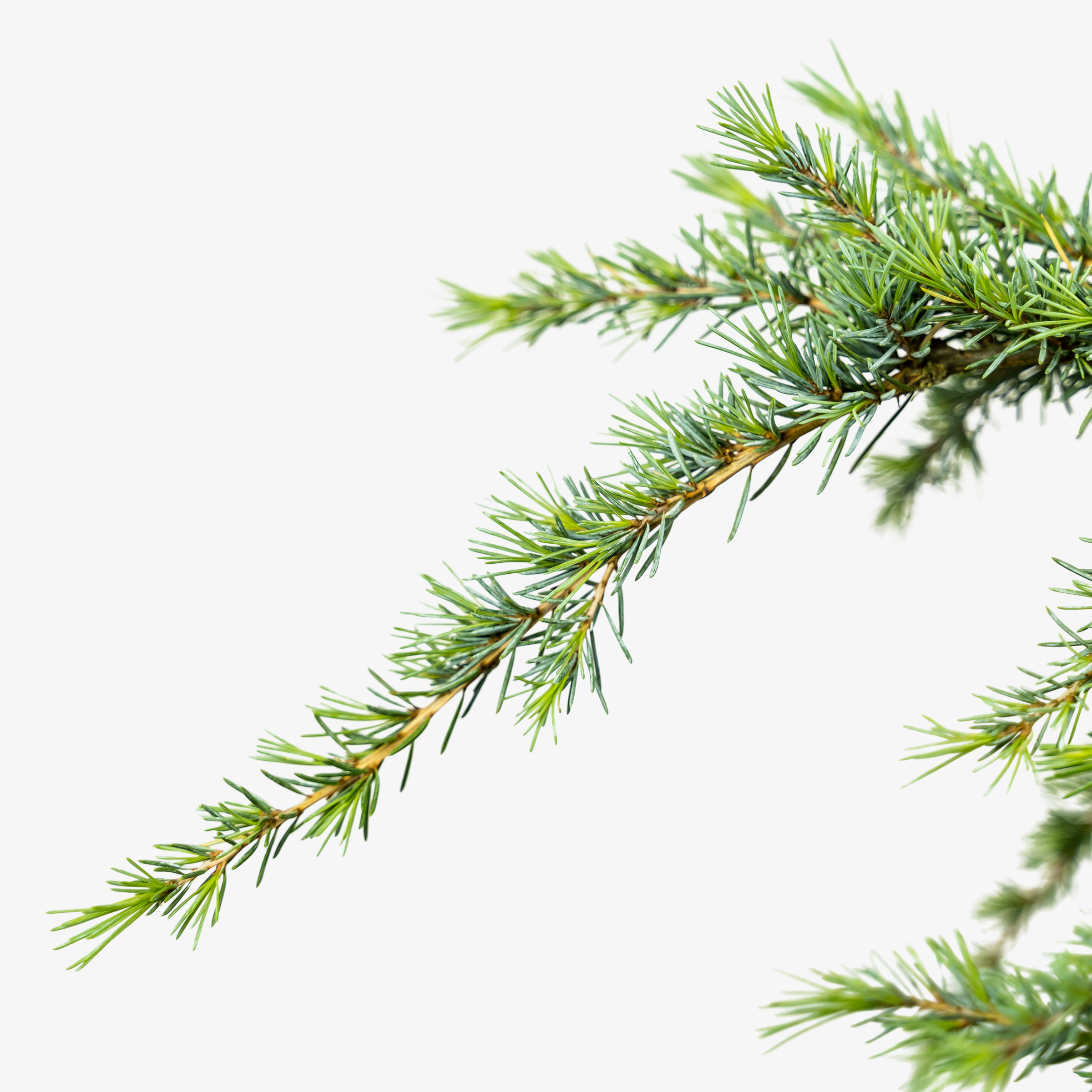 Sanders BlueHimalayan Cedar For Sale Online The Tree Center