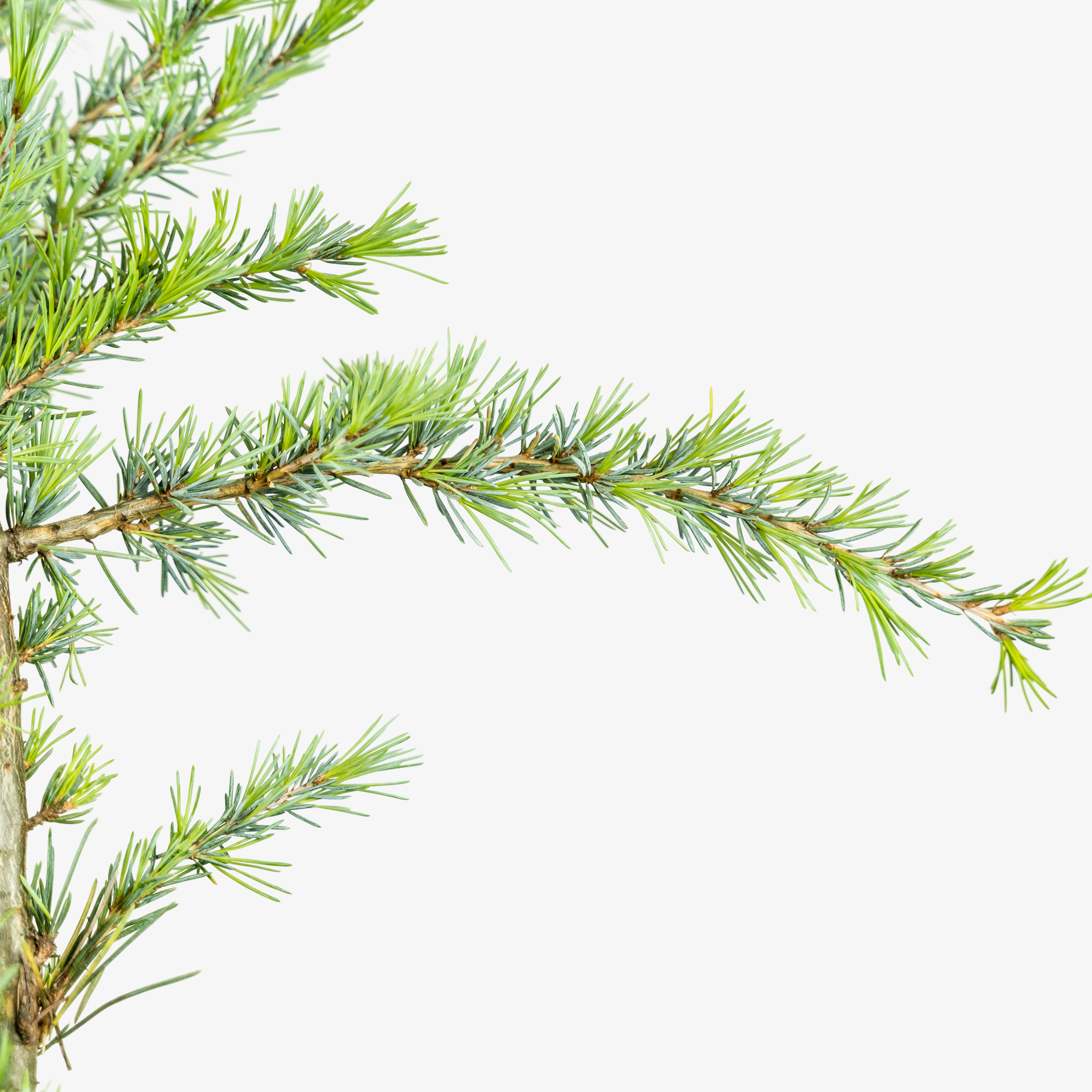 Sanders BlueHimalayan Cedar For Sale Online The Tree Center