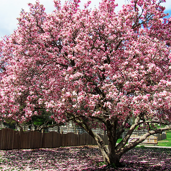 Saucer Magnolia For Sale Online The Tree Center
