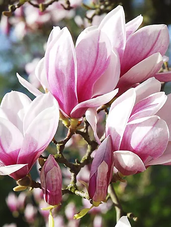 Saucer Magnolia