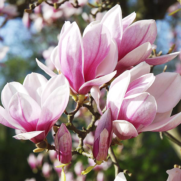 Saucer Magnolia For Sale Online The Tree Center