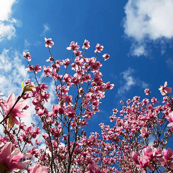 Saucer Magnolia For Sale Online The Tree Center