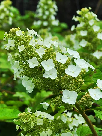 Sike's Dwarf Oakleaf Hydrangea