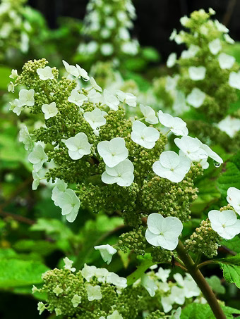 Sike's Dwarf Oakleaf Hydrangea