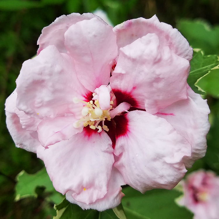 Sugar Tip® Rose of Sharon For Sale Online The Tree Center