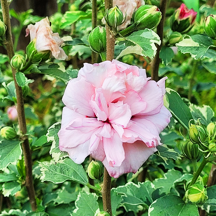 Sugar Tip® Rose of Sharon For Sale Online The Tree Center