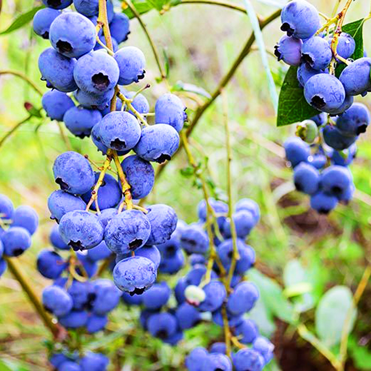 Top Hat Blueberry For Sale Online The Tree Center