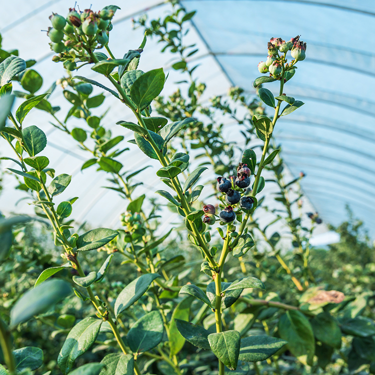 Top Hat Blueberry For Sale Online The Tree Center
