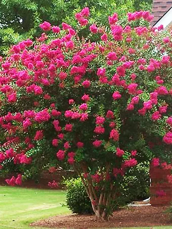 Watermelon Red Crape Myrtle