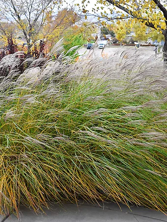 Yaku Jima Maiden Grass
