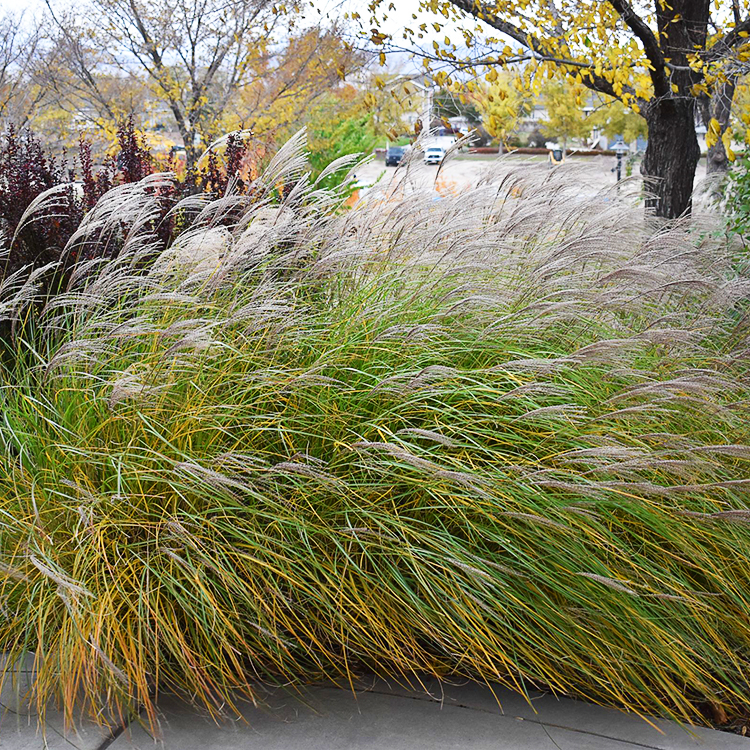 Yaku Jima Maiden Grass For Sale Online The Tree Center