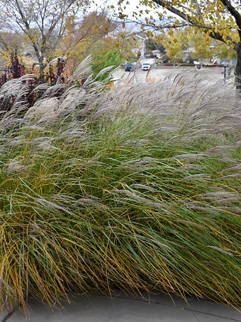 Yaku Jima Maiden Grass