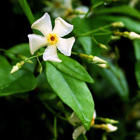 Asiatic Jasmine For Sale Online The Tree Center