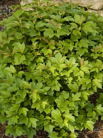 Bailey Compact Viburnum