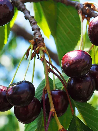 Black Republican Cherry Tree