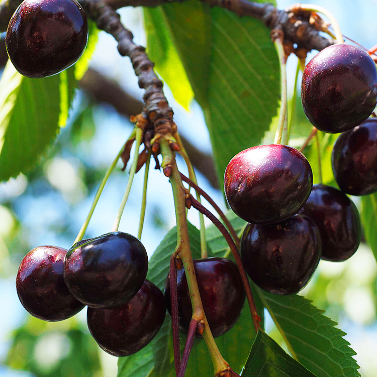 Black Republican Cherry Tree For Sale Online The Tree Center