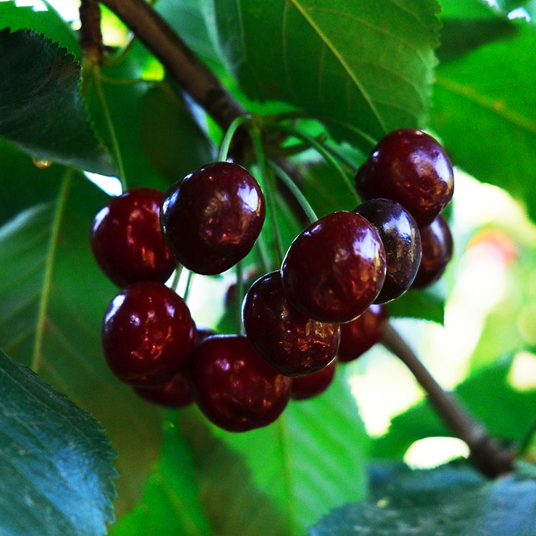 Black Republican Cherry Tree For Sale Online The Tree Center
