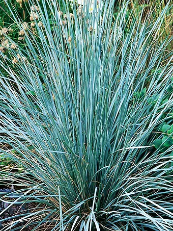 Blue Oat Grass