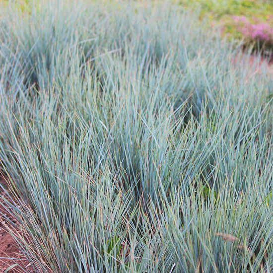 Blue Oat Grass For Sale Online The Tree Center