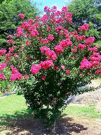 Centennial Spirit Crape Myrtle