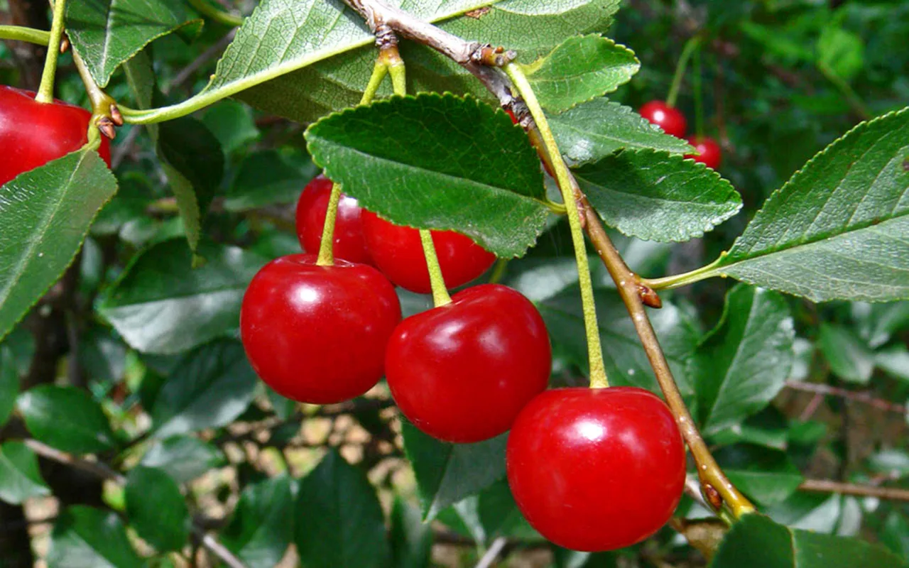 ORIGINAL HYBRID Sweet Red Cherry Delicious Healthy Fruit Plant