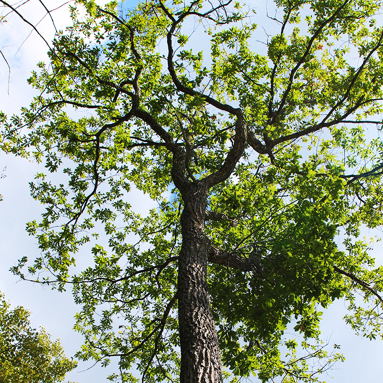 Chestnut Oak For Sale Online The Tree Center