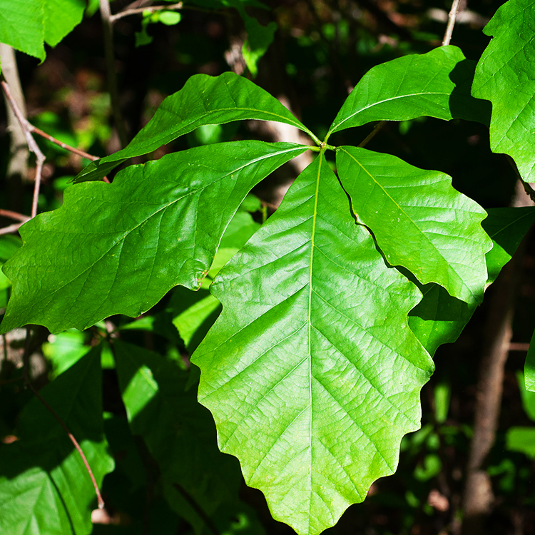 Chestnut Oak For Sale Online The Tree Center