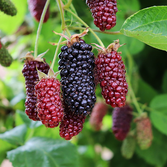 Columbia Giant Blackberry For Sale Online The Tree Center