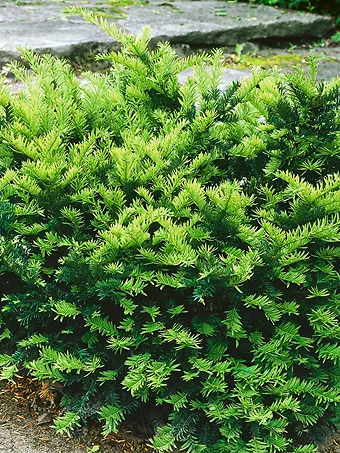 Dark Green Spreader Yew