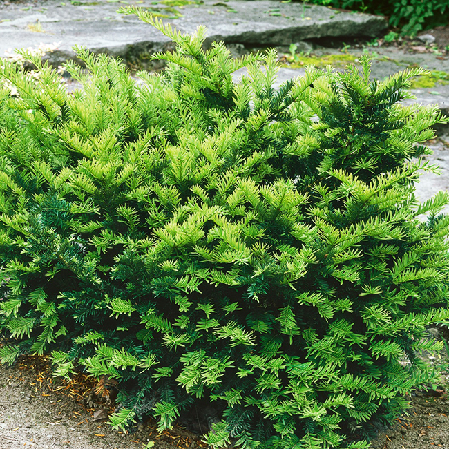 Dark Green Spreader Yew For Sale Online The Tree Center