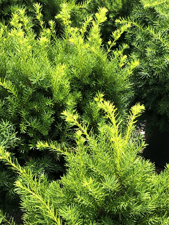 Dense Spreading Yew